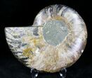 Cut Ammonite Fossil (Half) - Agatized #21166-1